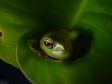 Green Tree Frog Head.jpg